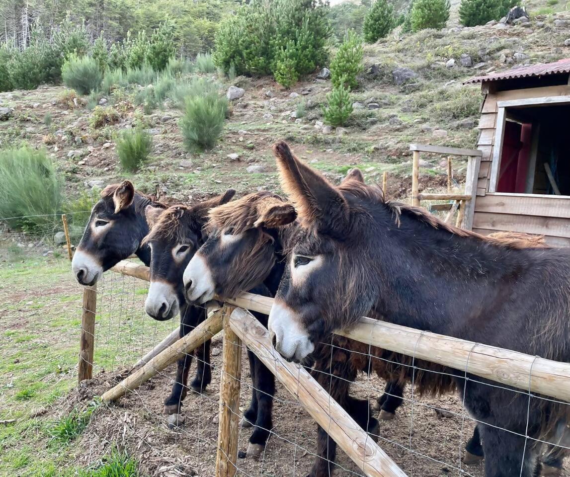 Mountain Eco Shelter 7 Otel Funchal Dış mekan fotoğraf